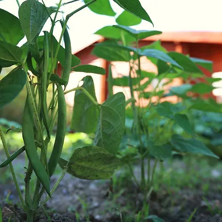 Hayitbuku Ahsapevleri Affittacamere *