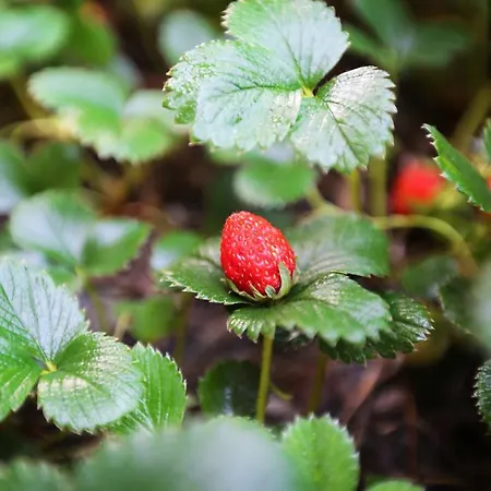 Hayitbuku Ahsapevleri Affittacamere