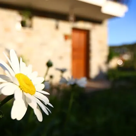 Hayitbuku Ahsapevleri Guest house *