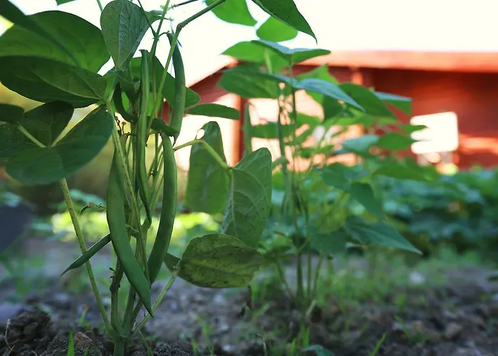Hayitbuku Ahsapevleri Konukevi *