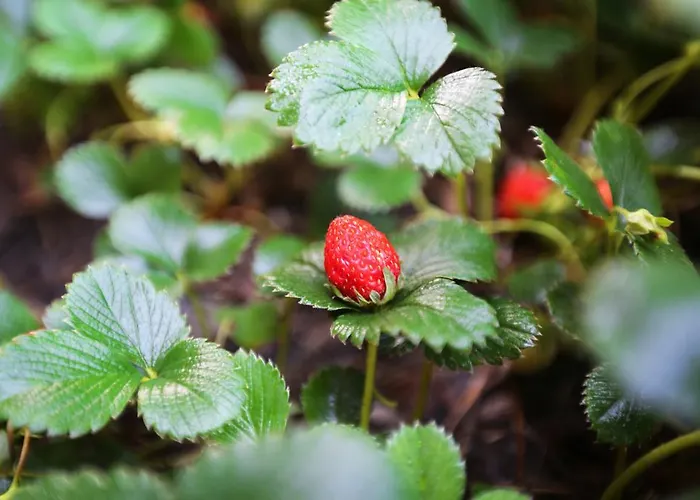 Hayitbuku Ahsapevleri Konukevi
